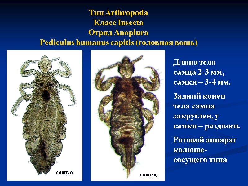 Тип Arthropoda Класс Insecta Отряд Anoplura Pediculus humanus capitis (головная вошь) Длина тела самца